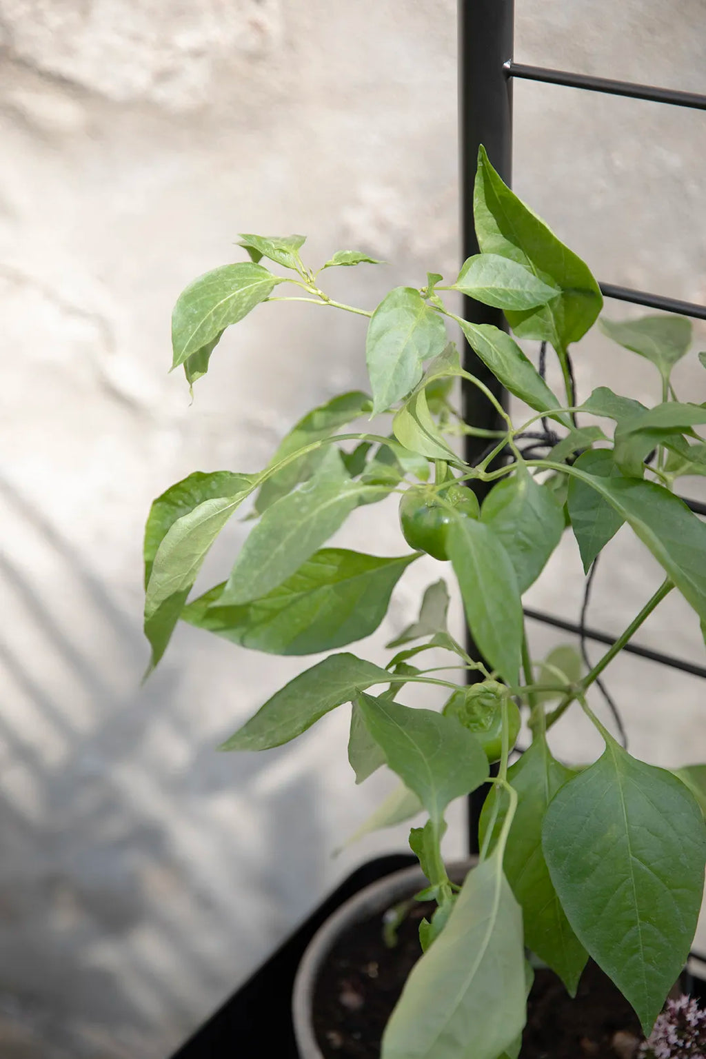 Eva Solo Simply Grow Espalier Til Potteskjuler