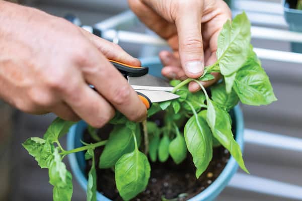 Fiskars Snip Urtesaks SP220