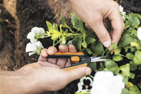 Fiskars Solid Beskæresaks