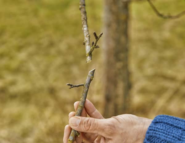 Gardena ExpertCut Beskæresaks