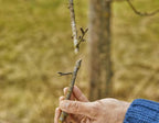 Gardena ExpertCut Beskæresaks