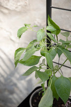 Eva Solo Simply Grow Espalier Til Plantekasse